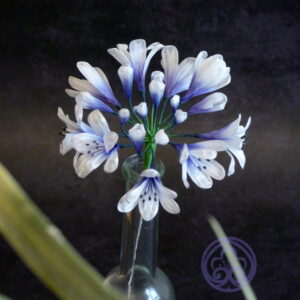 Agapanthus
